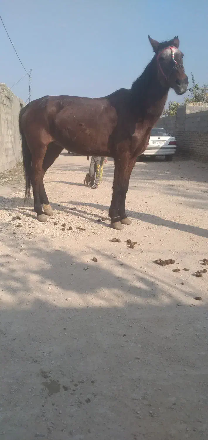 ۳ عدد اسب یرقه|اسب و تجهیزات اسبسواری|مینودشت, |دیوار