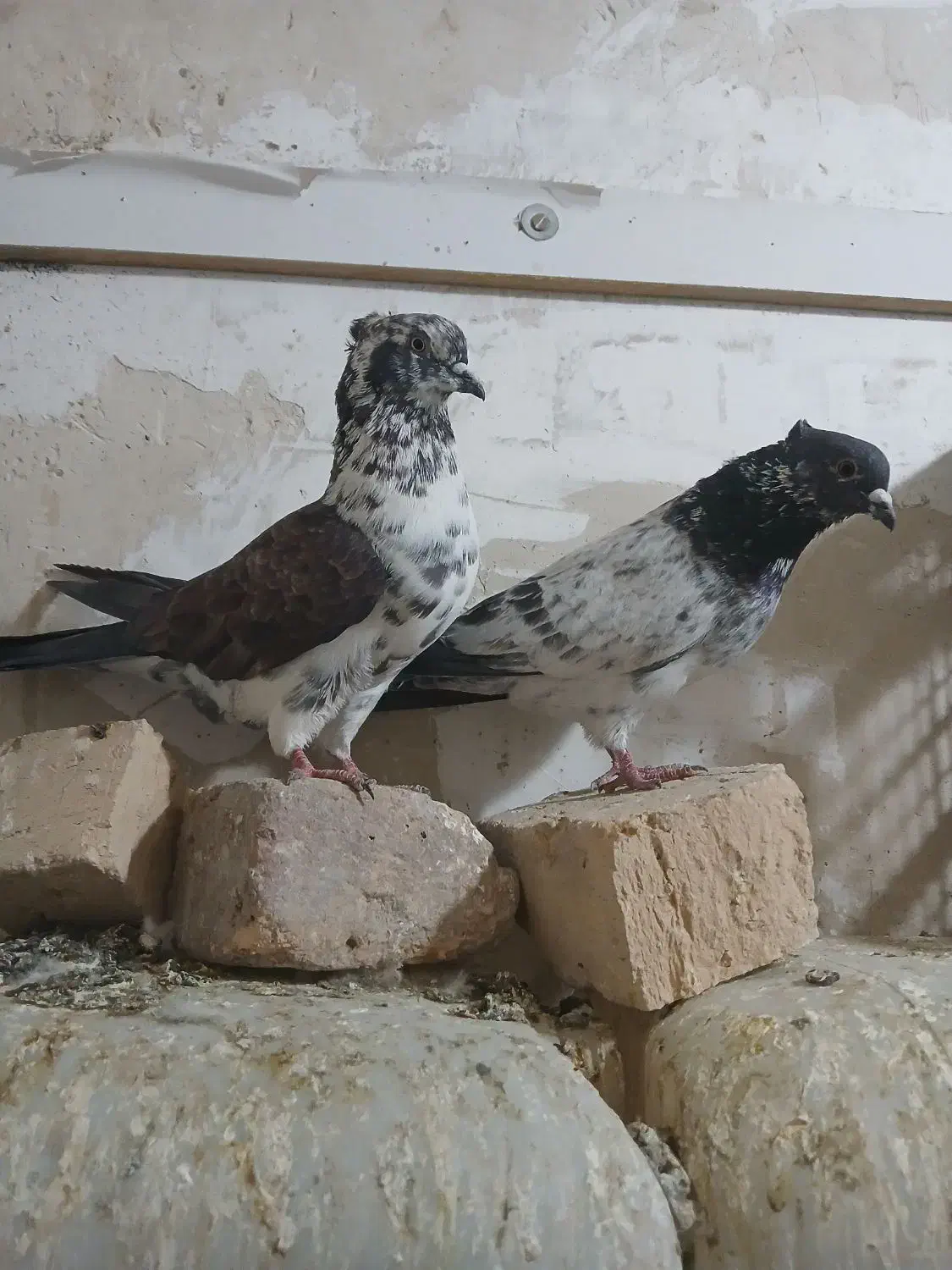 گبوتر|پرنده|نسیمشهر, |دیوار