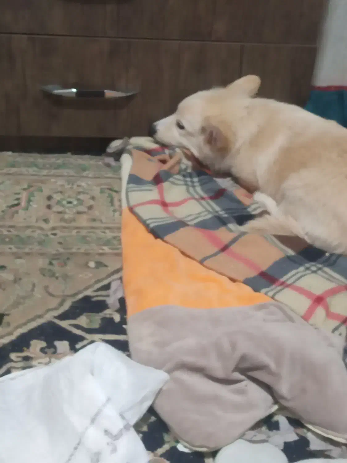 فروش سامویید|سگ|بروجرد, |دیوار