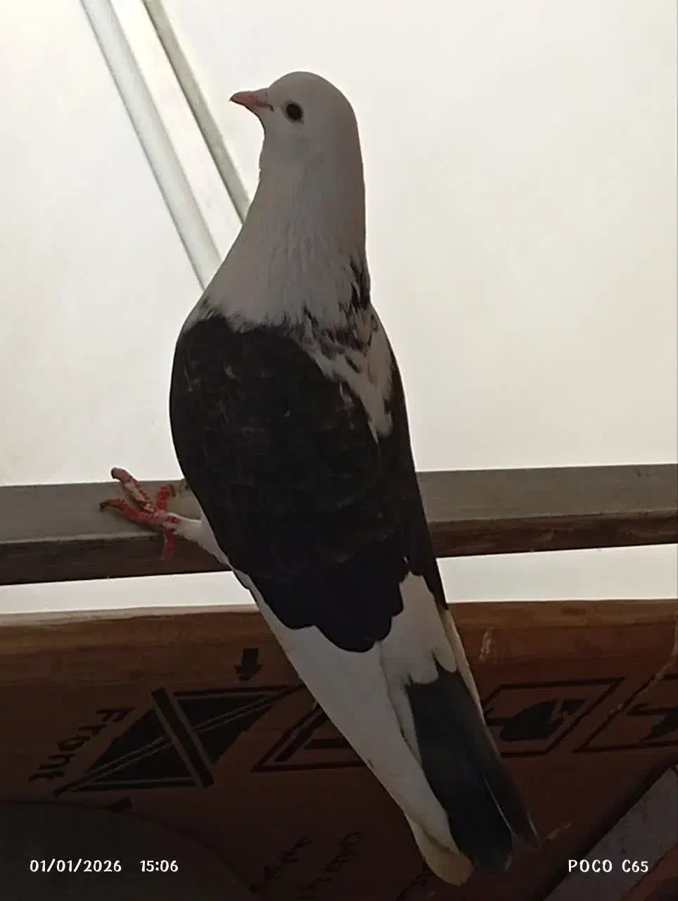 کفتر پشت دار|پرنده|خمین, |دیوار