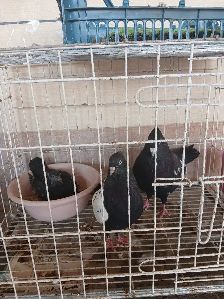 کبوتر بهبهونی|پرنده|برازجان, |دیوار