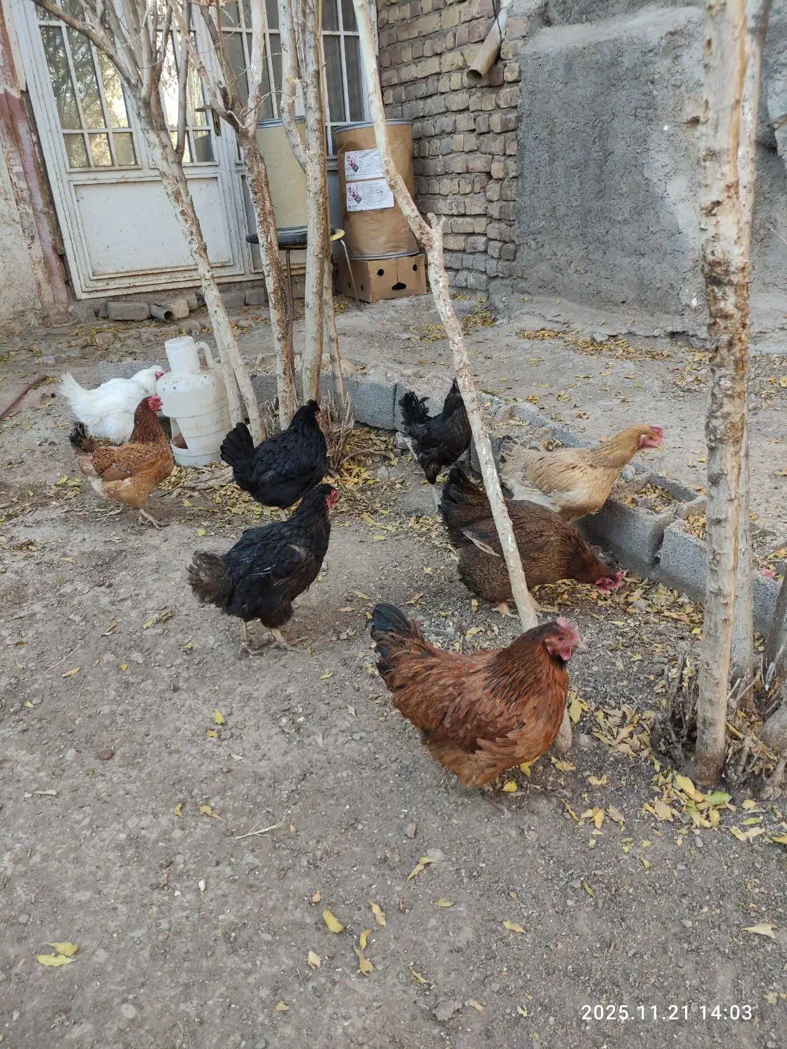 مرغ رسمی|حیوانات مزرعه|سلفچگان, |دیوار