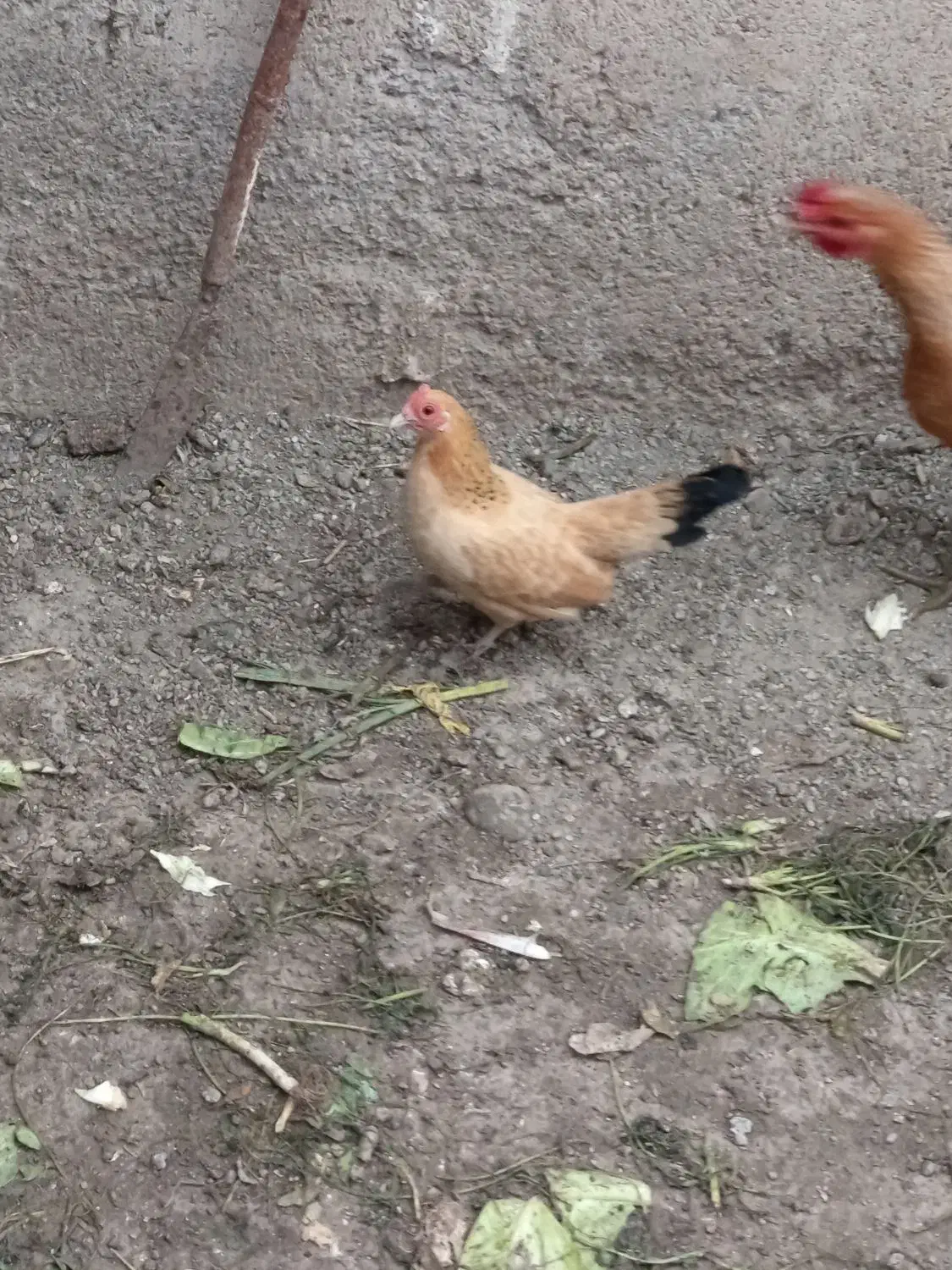 مرغ خروس مینیاتور|حیوانات مزرعه|پارسآباد, |دیوار