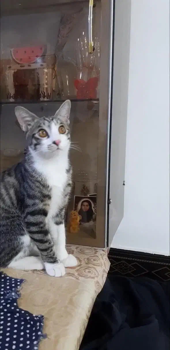 گم شده|حیوانات|سنندج, |دیوار