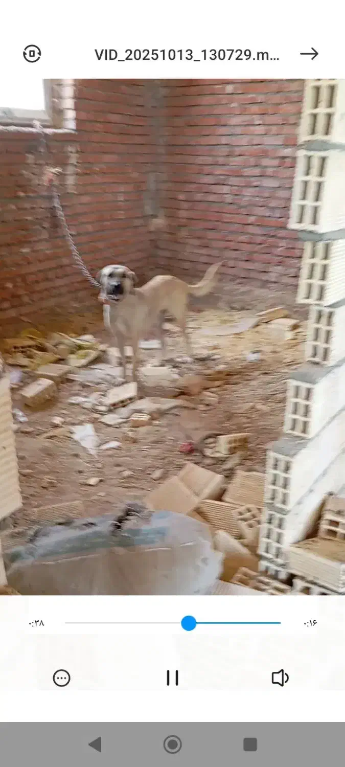 سگ ماده سرابی|سگ|دهگلان, |دیوار