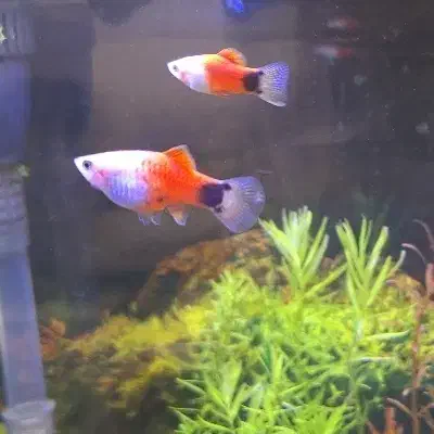 ماهی پلاتی میکی موس|ماهی|ملایر, |دیوار