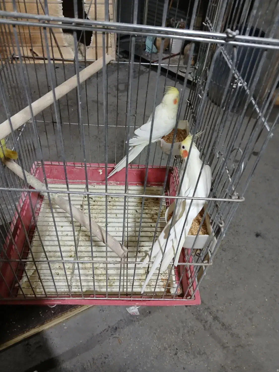 ۴ جفت عروس هلندی|پرنده|شیراز, تل حسینآباد|دیوار