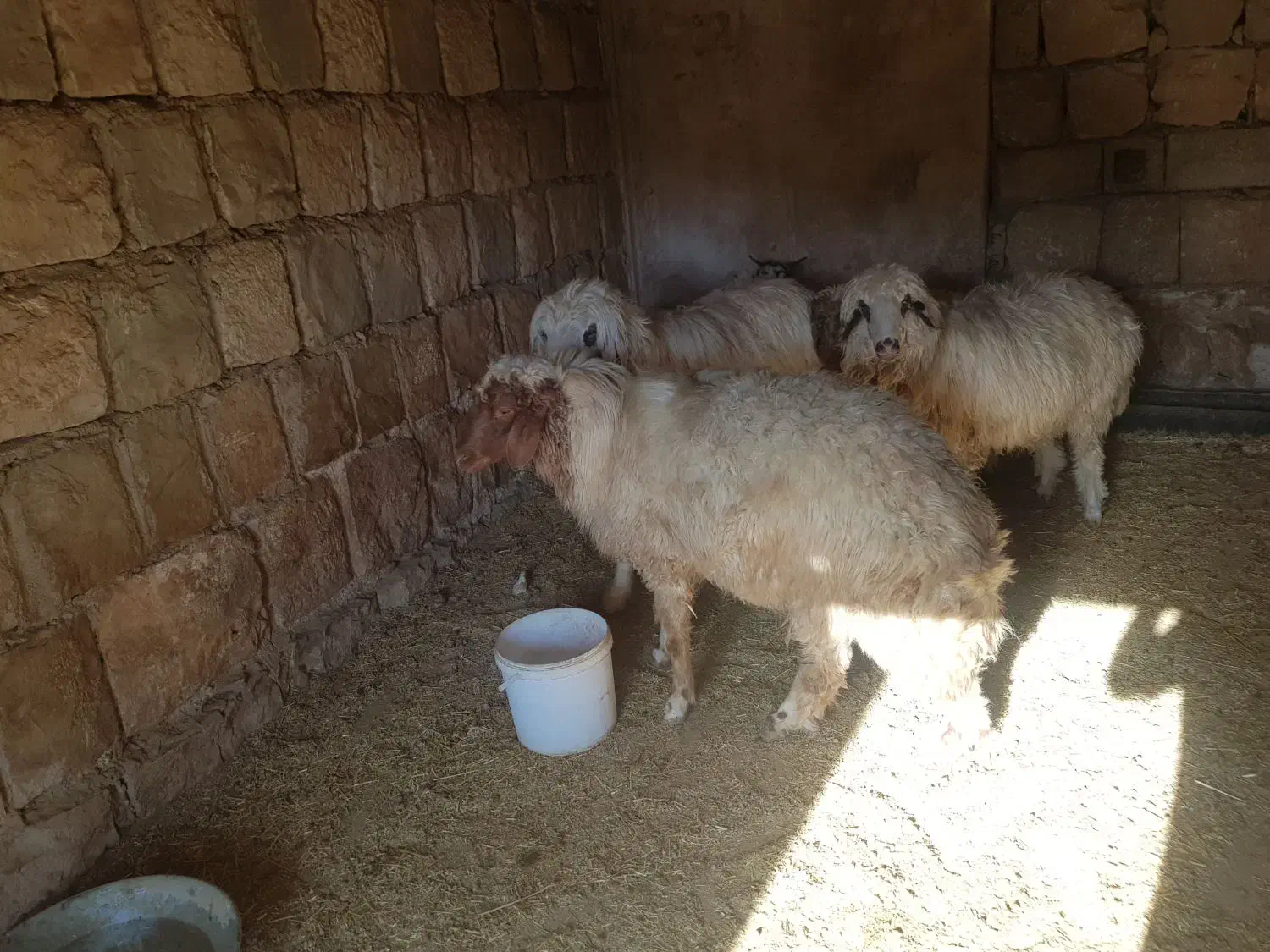 دو عدد شک ورن درجه یکی|حیوانات مزرعه|چرداول, |دیوار