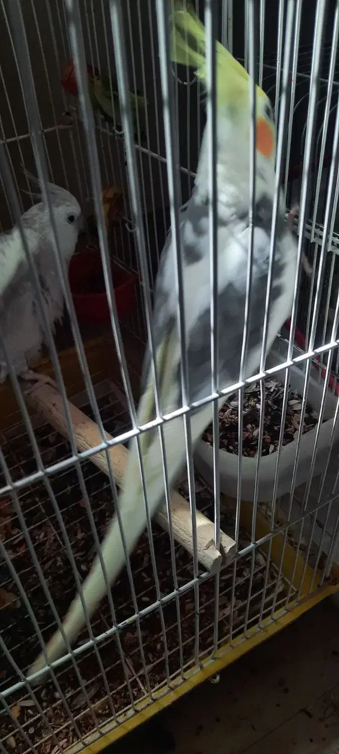 جفت عروس پاریس ۵ تخمه با قفس|پرنده|رامهرمز, |دیوار