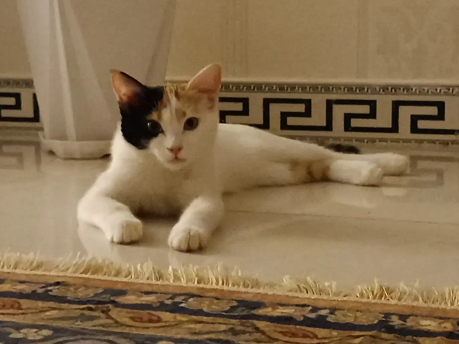 واگذاری رایگان|گربه|اراک, |دیوار