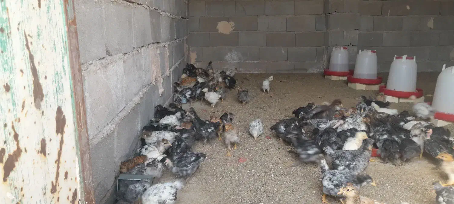 چوری ملگر و کاکلی|حیوانات مزرعه|اردکان, |دیوار