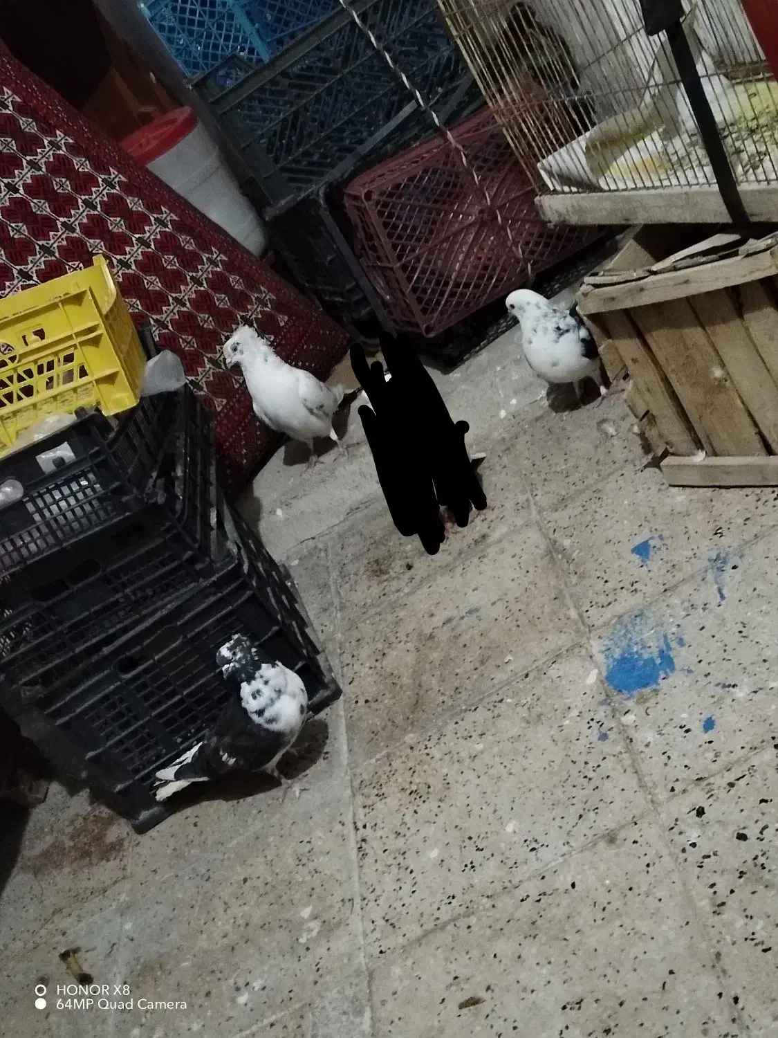 فروش3 کبوتر|پرنده|مهدی شهر, |دیوار