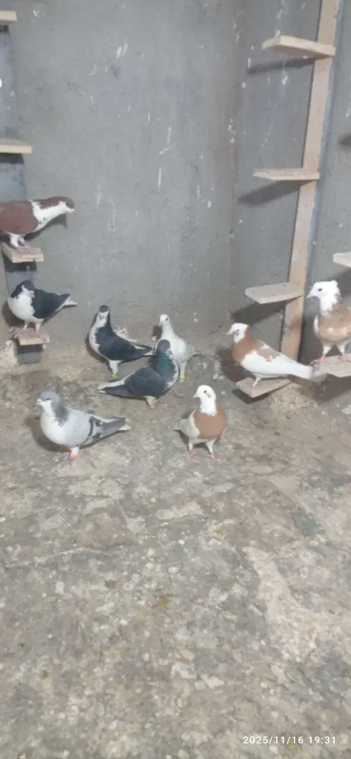 کبوتر رنگی اث|پرنده|تاکستان, |دیوار