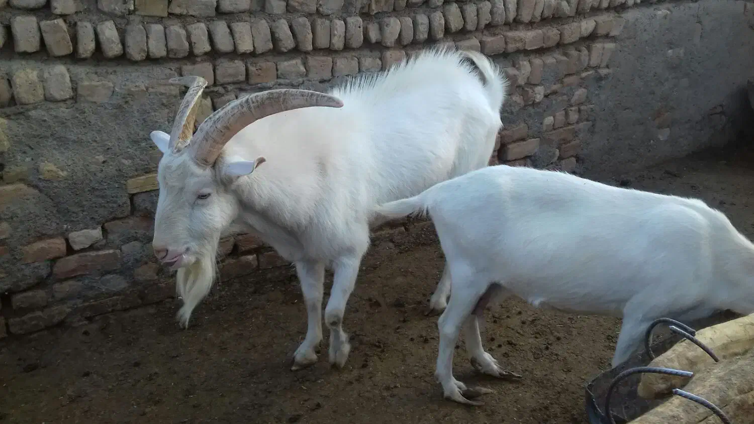 بزسانن|حیوانات مزرعه|مشهد, آبکوه|دیوار