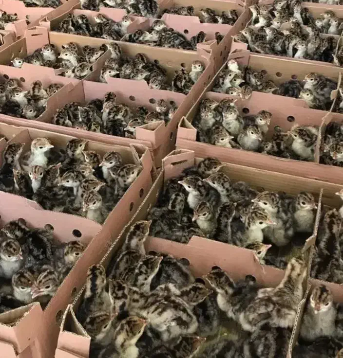 جوجه بوقلمون بیوتی ۶ یکروزه و۴۰روزه|حیوانات مزرعه|شیراز, کلاهدوز|دیوار