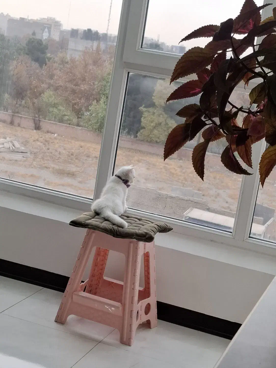 گربه بیریتیش ۳ ماهه|گربه|تهران, شهرک شریعتی|دیوار