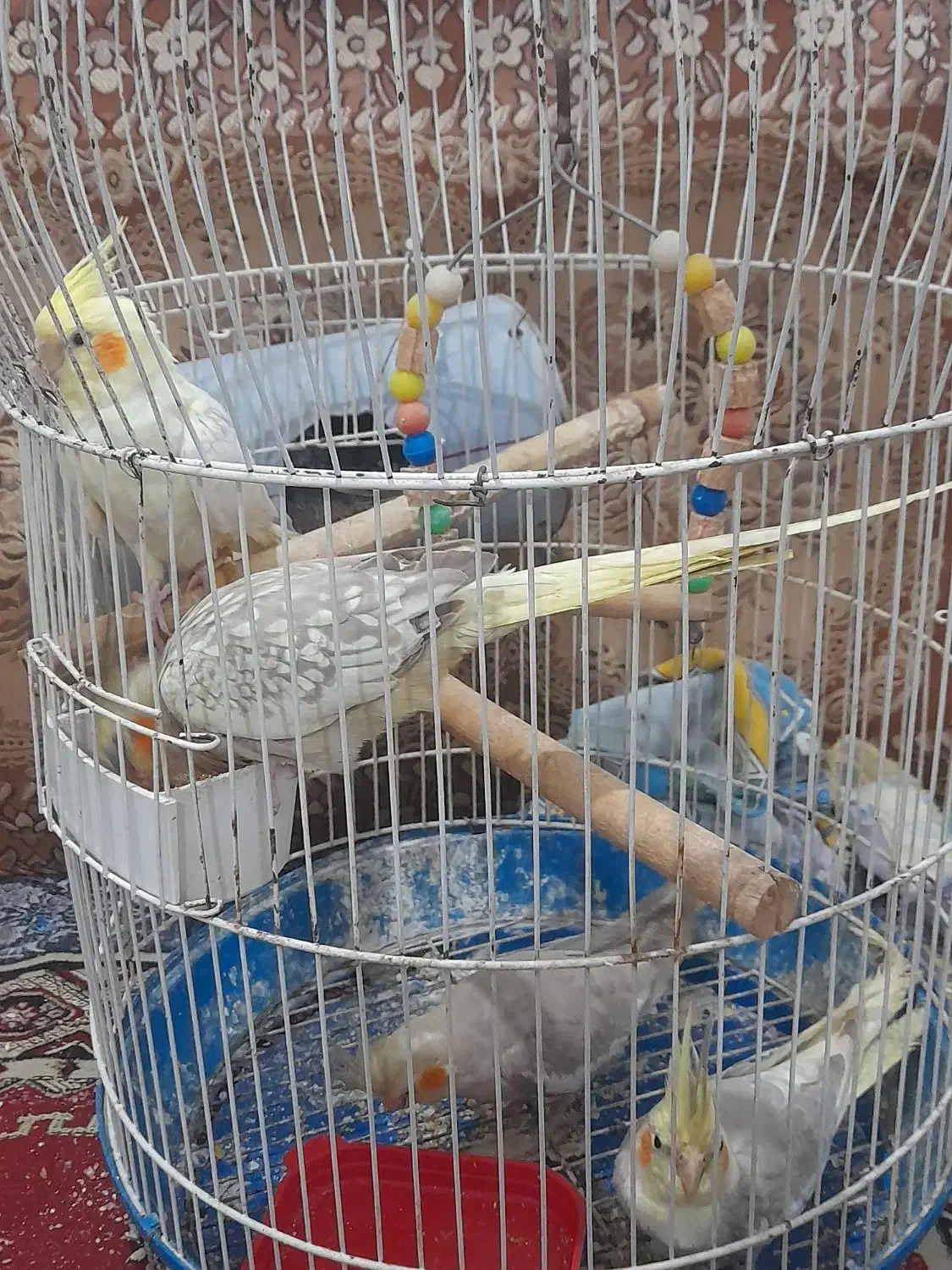 عروس هلندی نر و ماده|پرنده|ضیابر, |دیوار