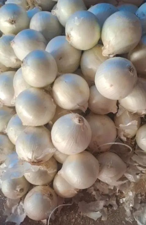پیاز|خوردنی و آشامیدنی|گلپایگان, |دیوار