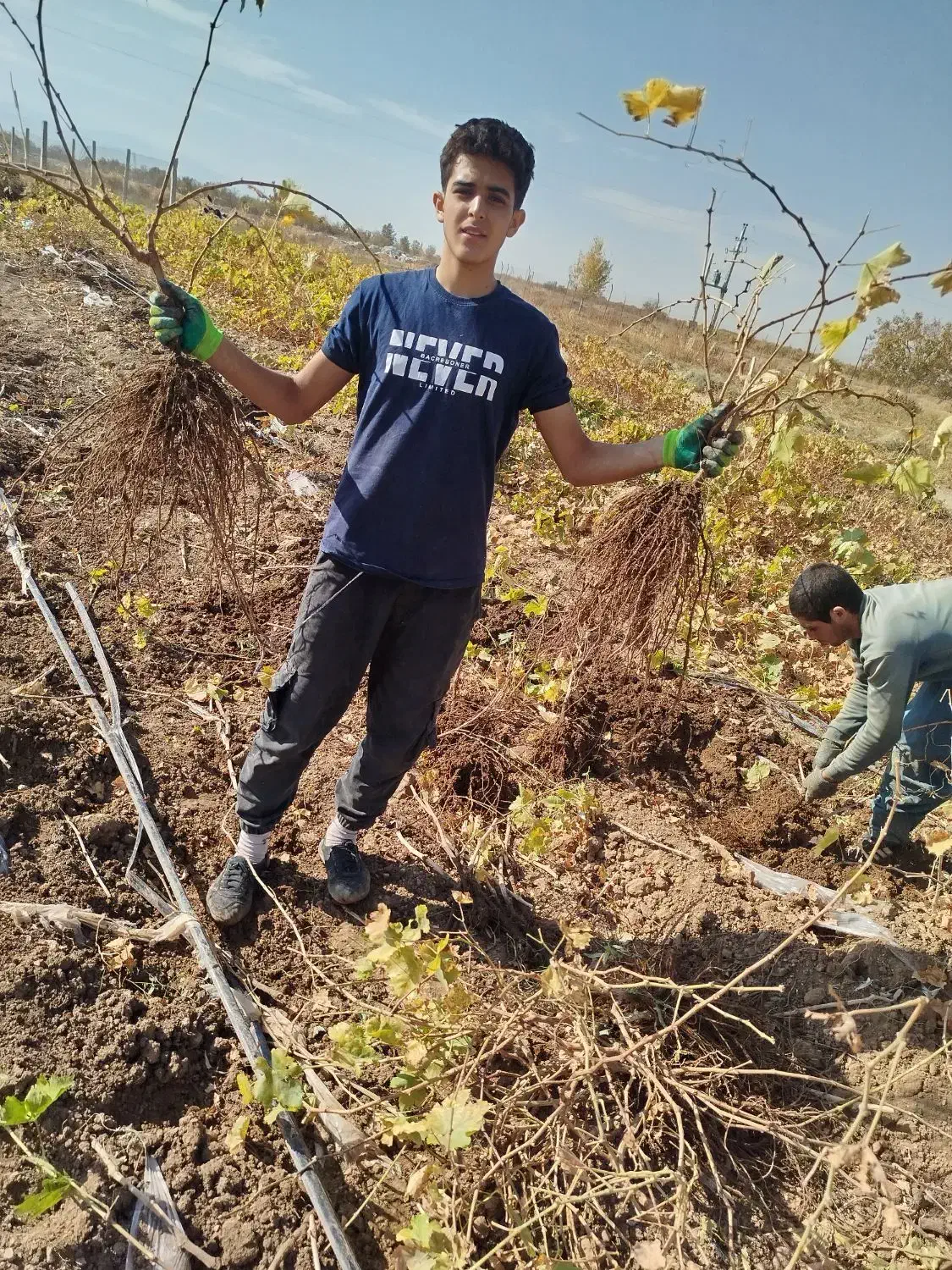 فروش نهال انگور تضمینی با مشاوره رایگان|خدمات باغبانی و درختکاری|رامند, |دیوار