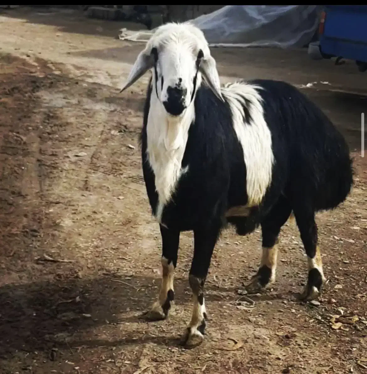 گوسفند درجه یک ضمانتی|حیوانات مزرعه|تهران, شهرک آزمایش|دیوار