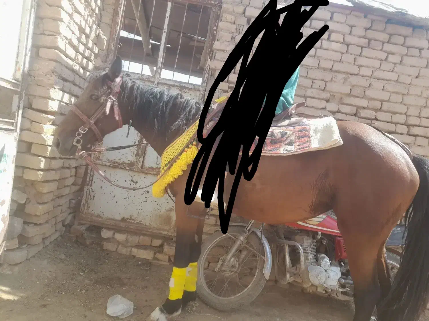 اسب یورقه|اسب و تجهیزات اسب‌سواری|نیشابور, کوی فرهنگیان|دیوار