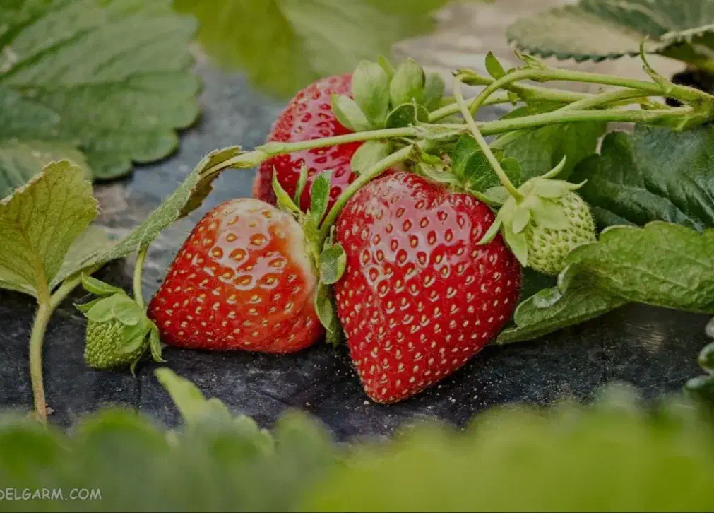 بوته توت فرنگی|گل و گیاه طبیعی|سیوان, |دیوار