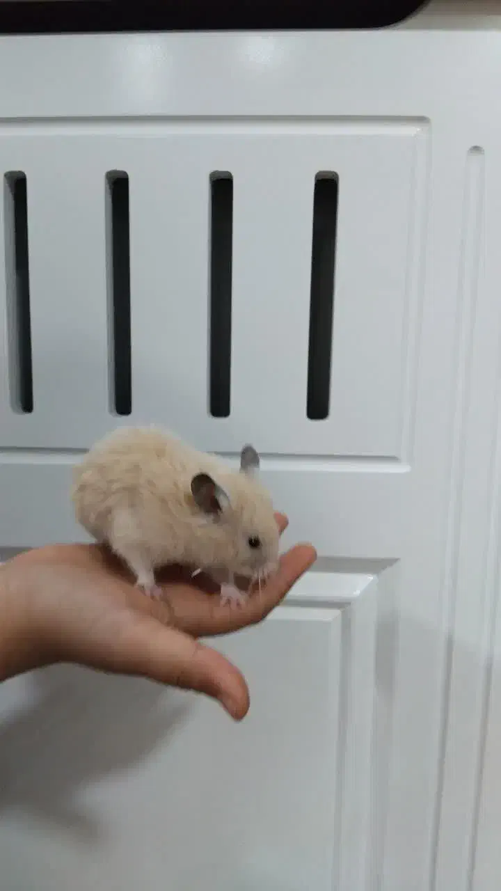 همستر سوری|موش و خرگوش|مشهد, امیریه|دیوار