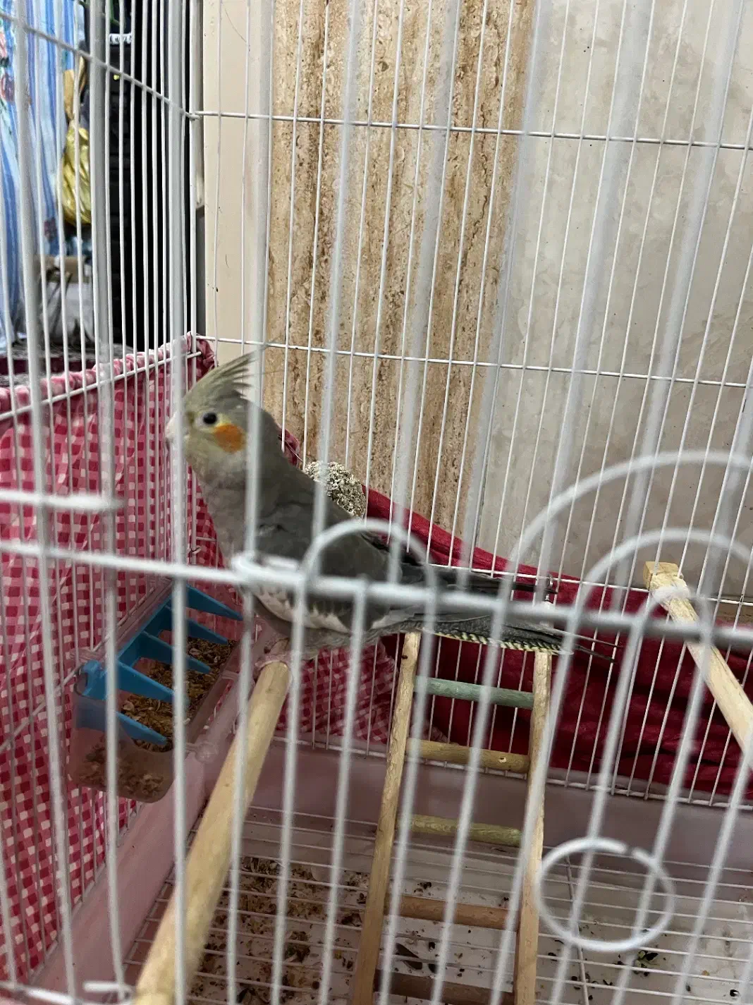 عروس سینامون|پرنده|قم, وادی السلام|دیوار