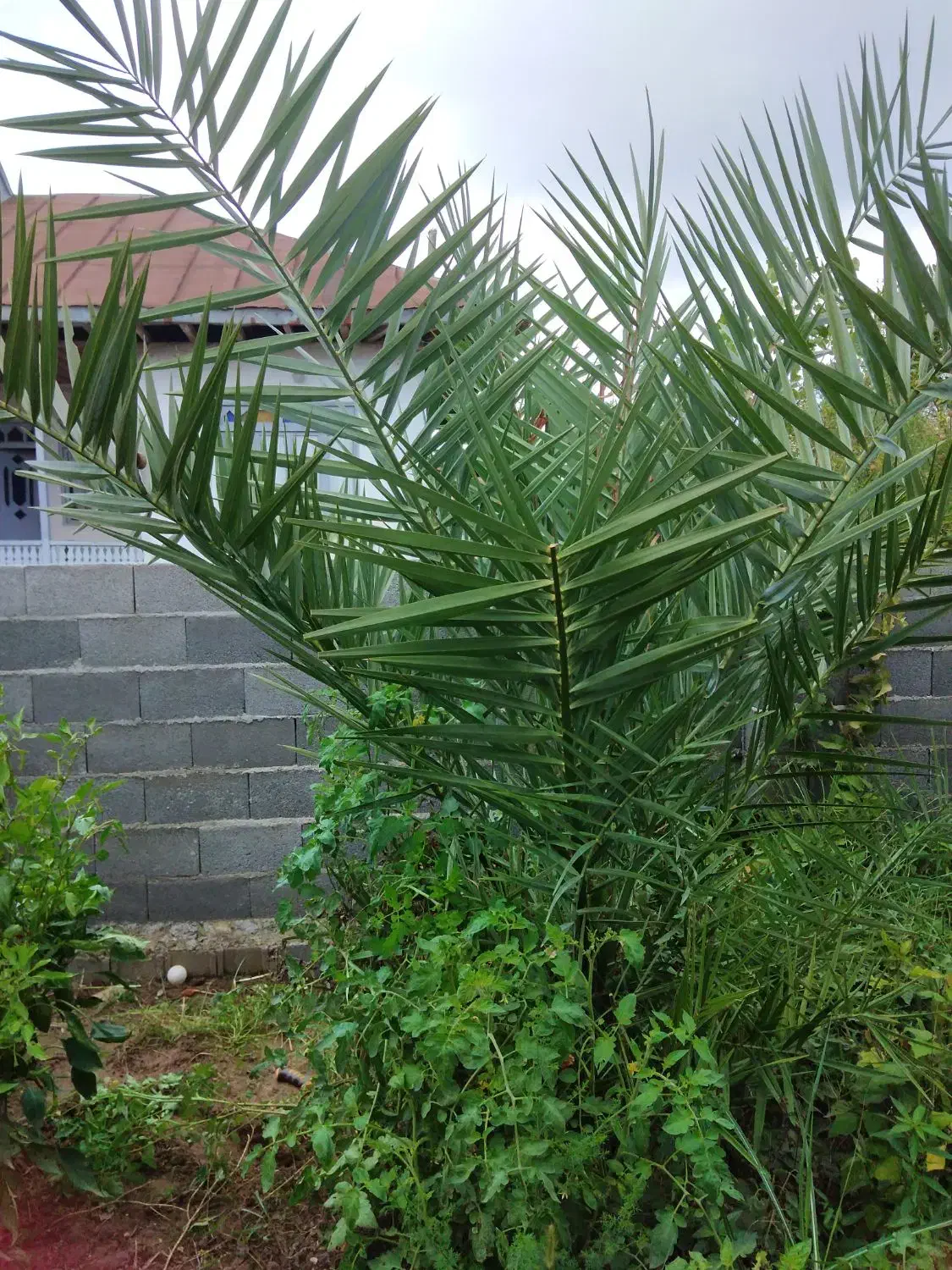 درخت خرما 6 ساله|گل و گیاه طبیعی|آستانه اشرفیه, |دیوار