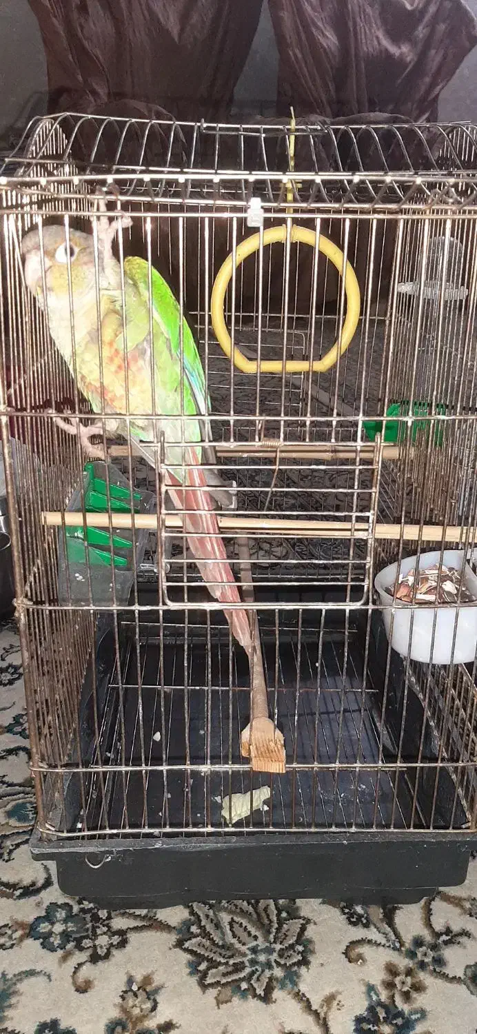 گرینچیک سخنگو|پرنده|ری, حمزه‌آباد|دیوار