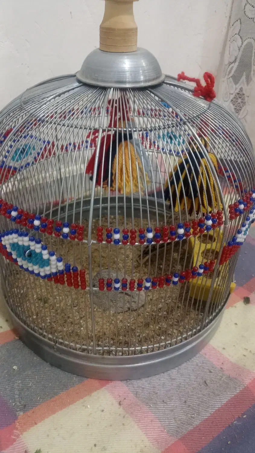 سهره خاکی معاوضه با پرنده|پرنده|آبپخش, |دیوار