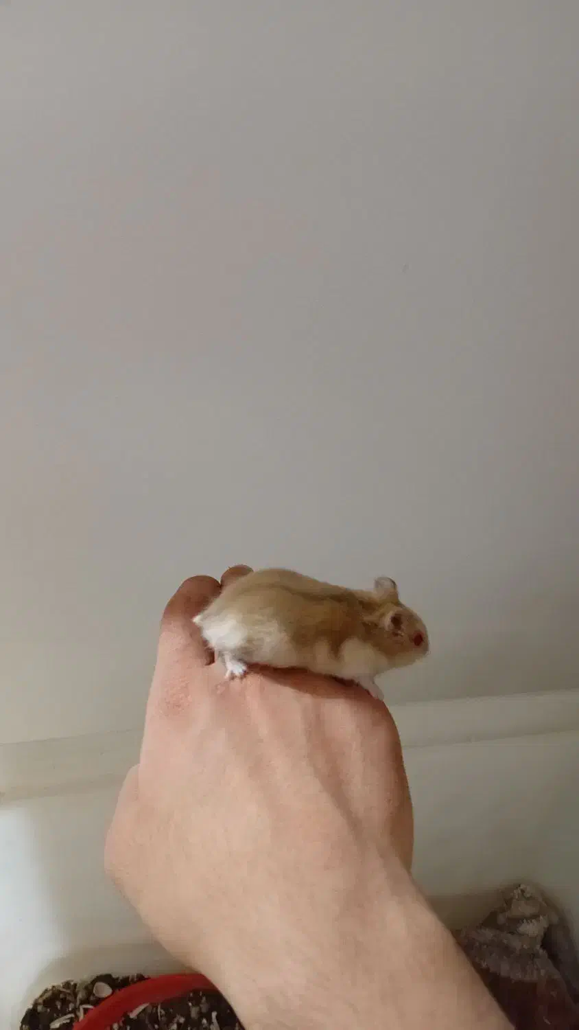 همستر|موش و خرگوش|ری, هاشم‌آباد|دیوار