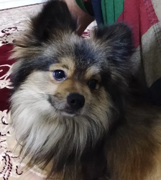 سگ گمشده|حیوانات|فردیس, شهرک شهید حسینی|دیوار