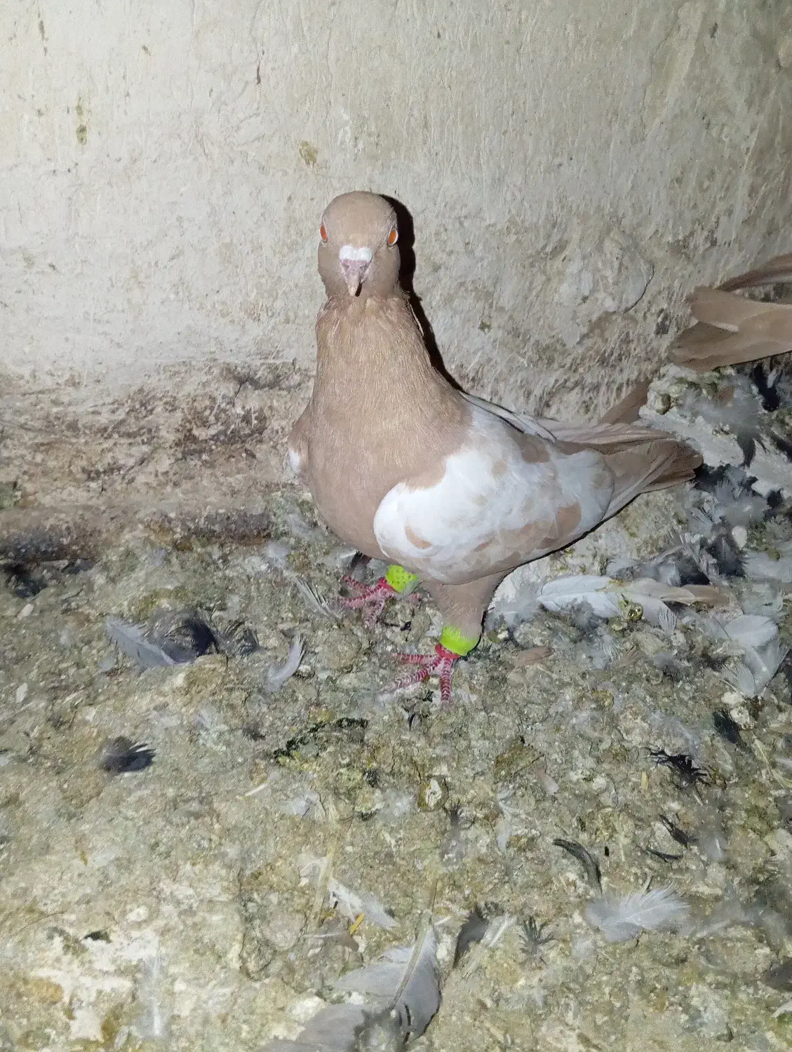 کفتر|پرنده|شیراز, کوشک بیدک|دیوار