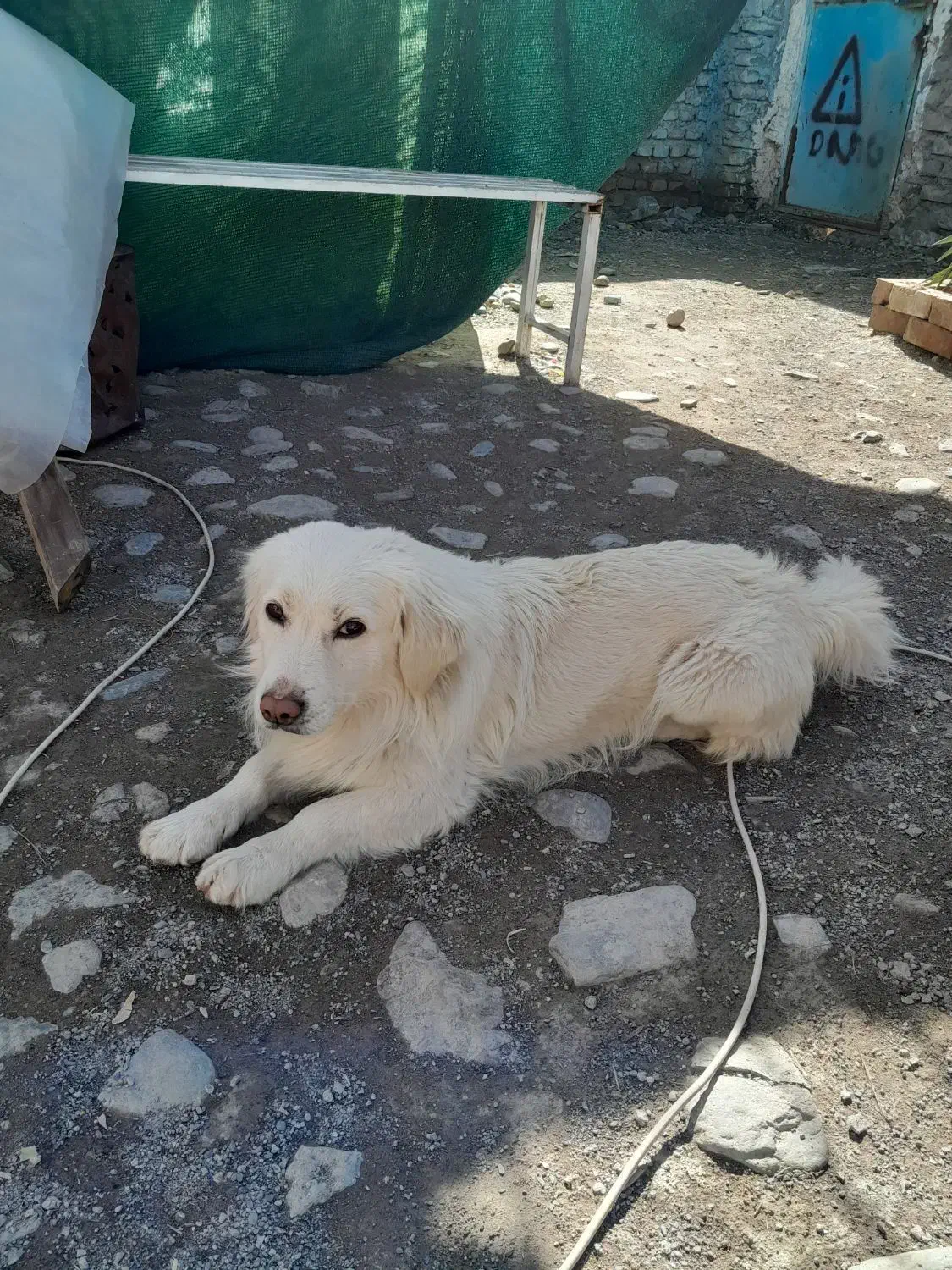 سگ اشپیتزو|سگ|نیشابور, تریا پارک|دیوار