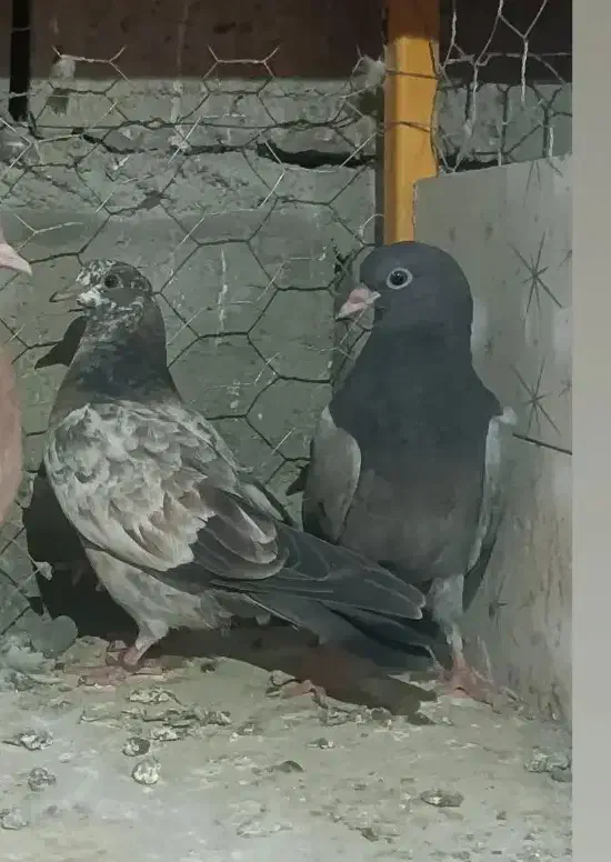 کبوتر رفتنی|پرنده|محمدبار, |دیوار