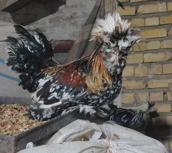 2عدد خروس زینتی یکیش سلطان|پرنده|آران و بیدگل, |دیوار