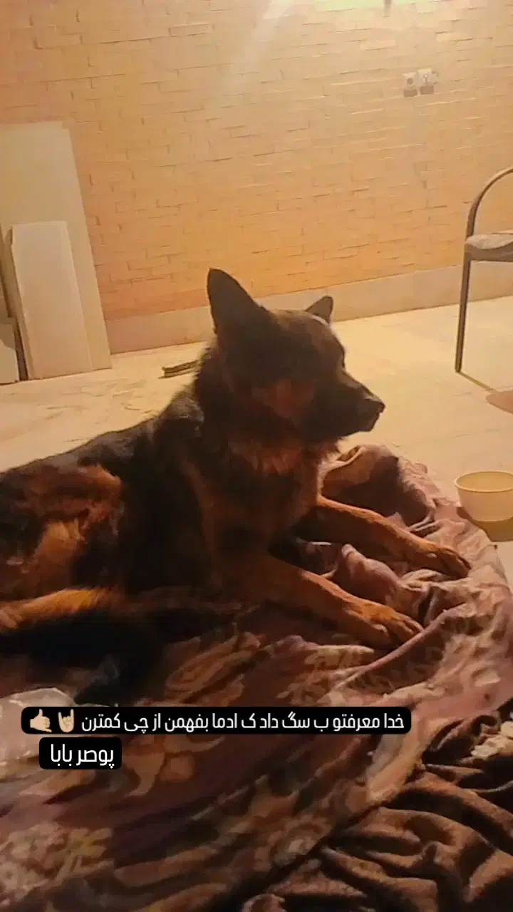 ژرمن نر|سگ|یزد, |دیوار