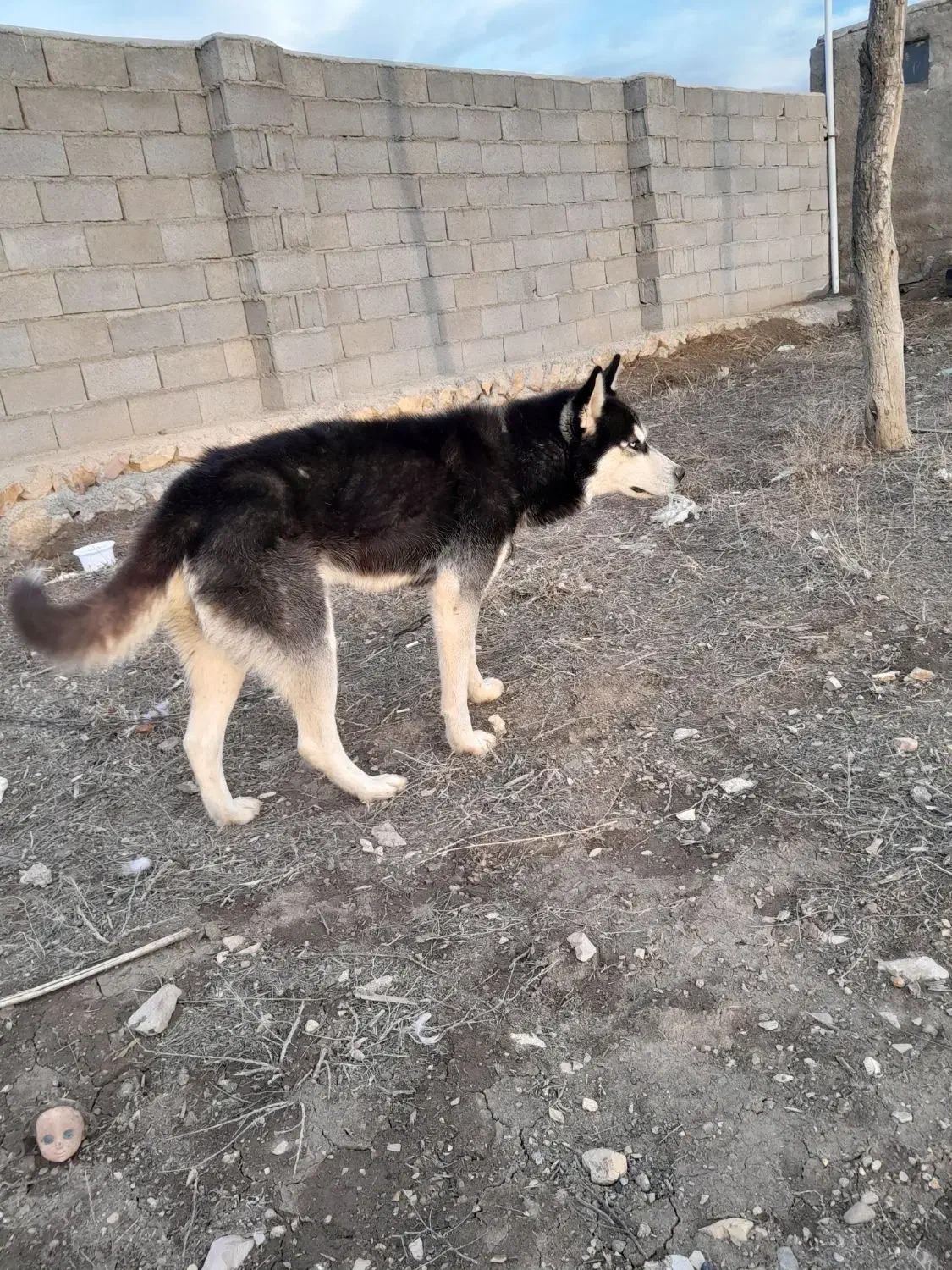 سگ هاسگی|سگ|اردبیل, |دیوار