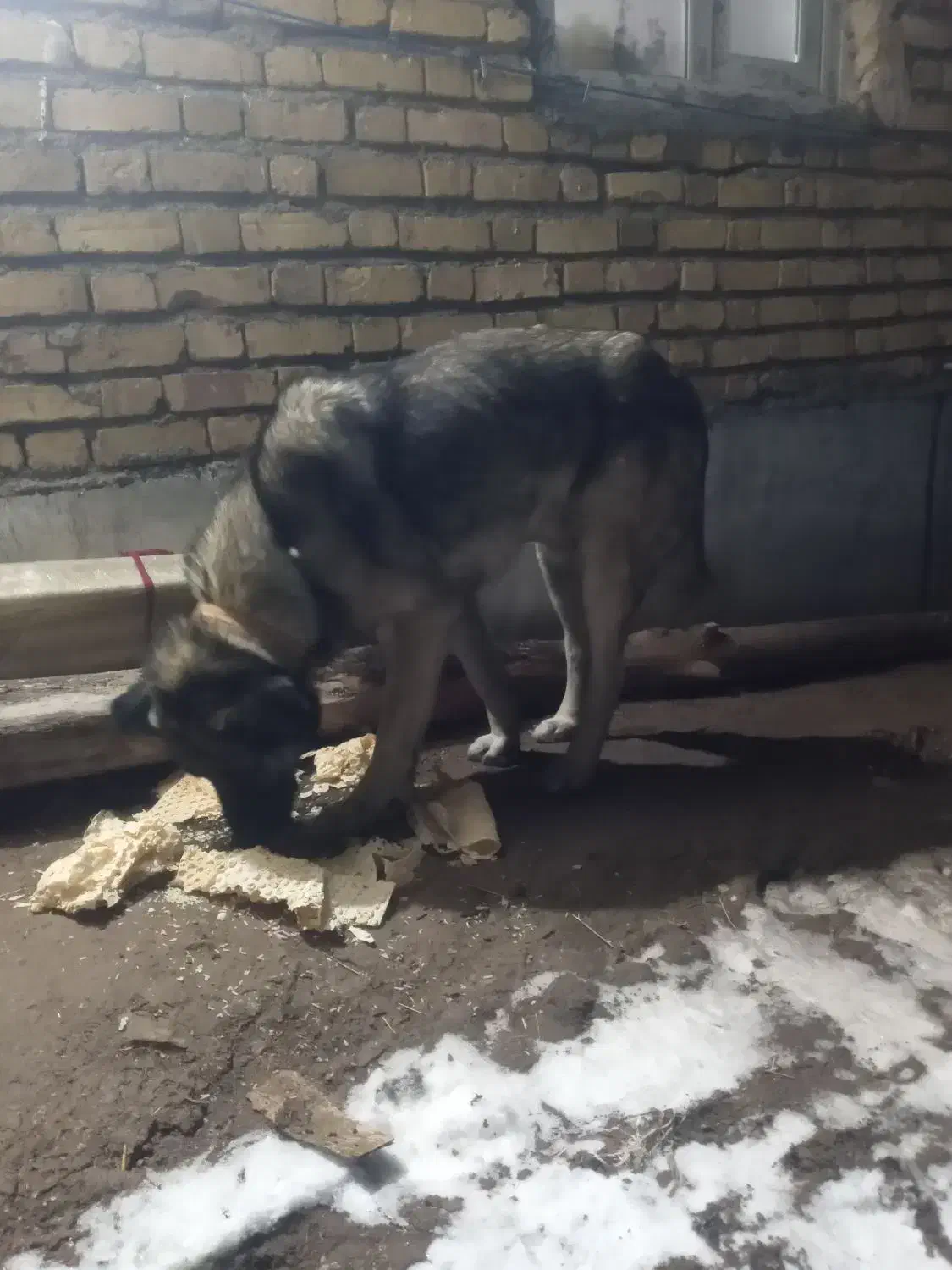 سگ گله|سگ|قره پشتلو, |دیوار