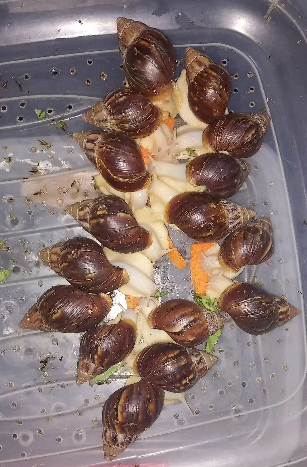 تعدادی حلزون کلاژن ساز ۶ و ۷ سانتی به فروش میرسد|خزنده|کرج, حسینآباد|دیوار