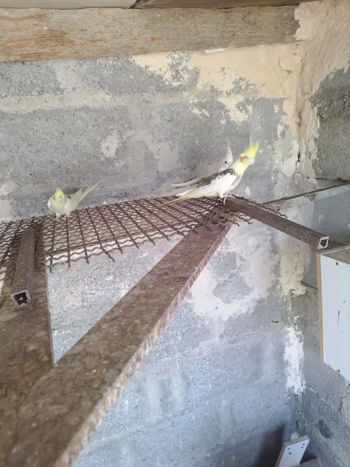 عروس هلندی|پرنده|بند زرک, |دیوار