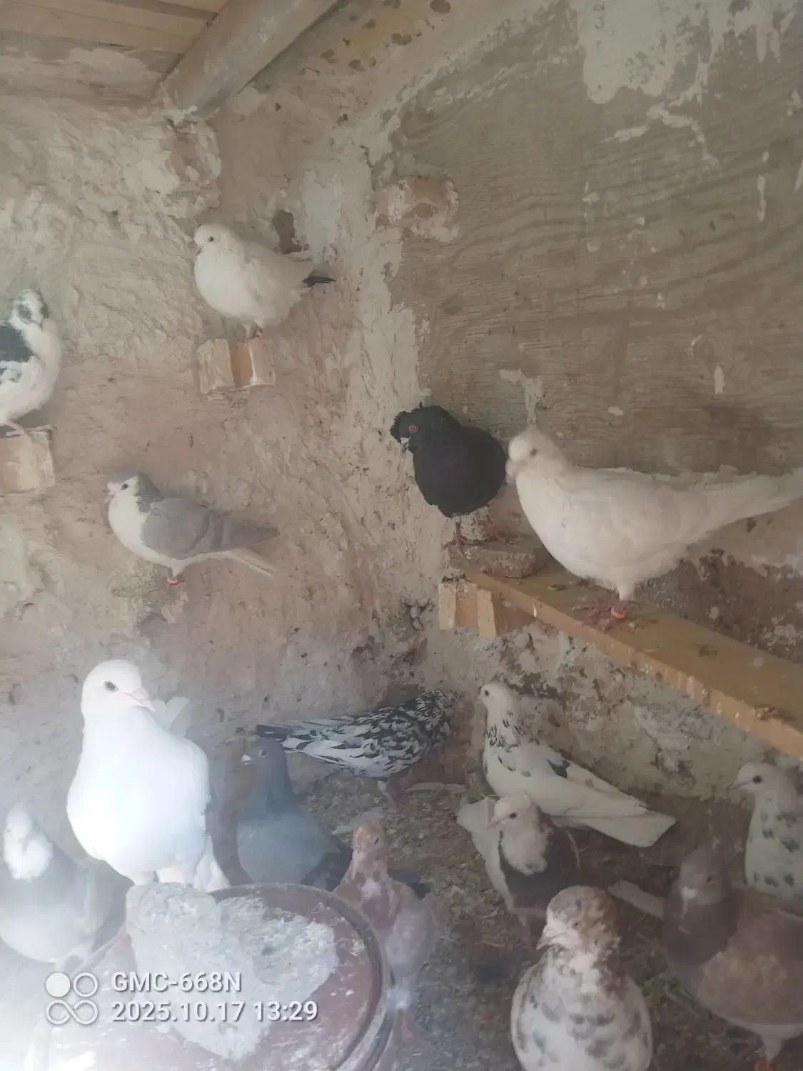 کبوتر رنگی و المانی|پرنده|جلگه رخ, |دیوار