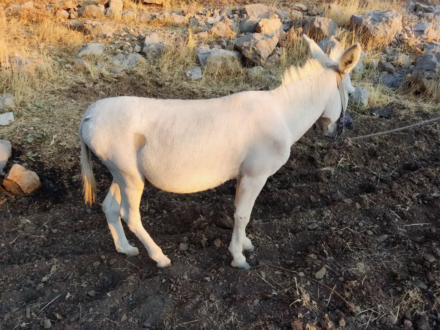 یک عدد الاغ|حیوانات مزرعه|کوه چنار, |دیوار