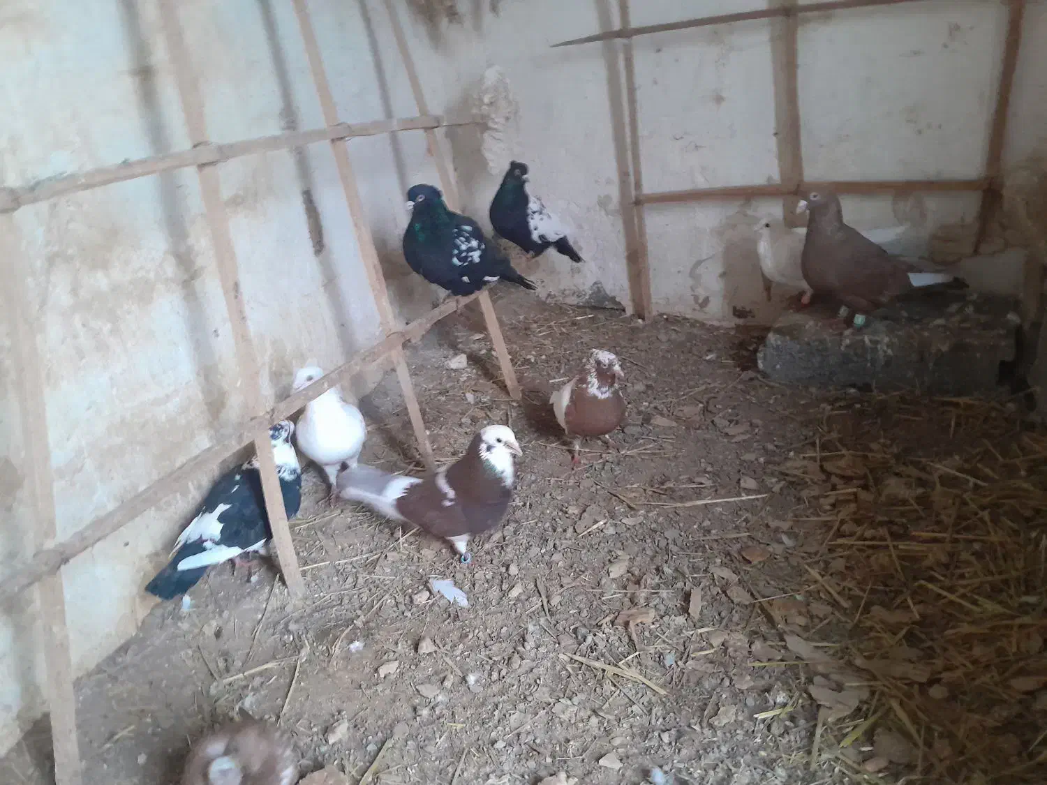 فروشی|حیوانات مزرعه|تربت جام, جامرود|دیوار