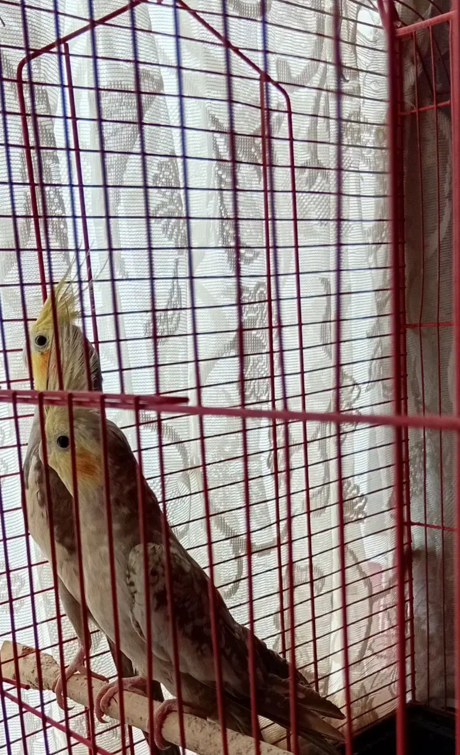 یه جفت عروس هلندی|پرنده|ساوه, |دیوار