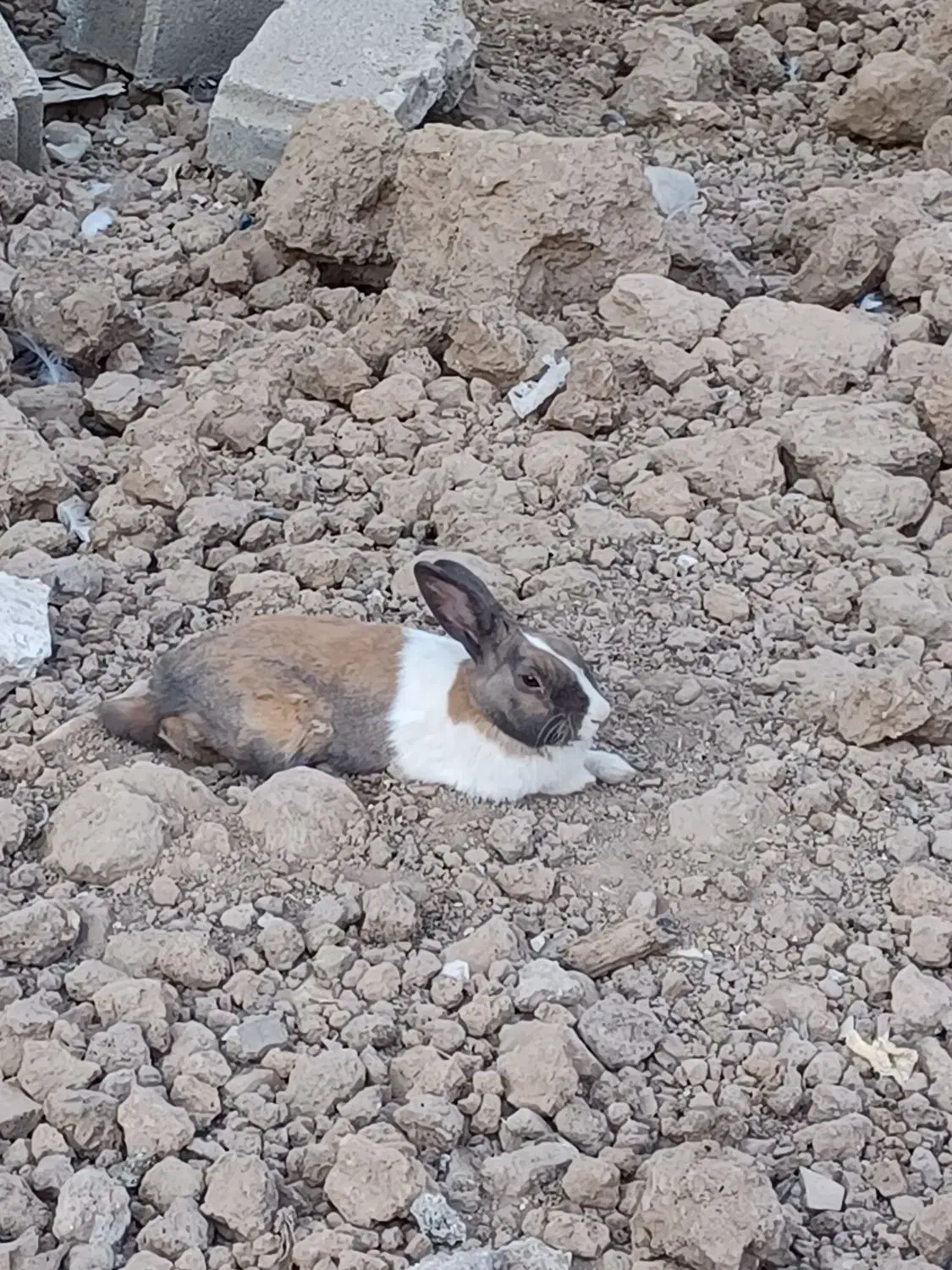 خرگوش نروماده|موش و خرگوش|سرپل ذهاب, |دیوار