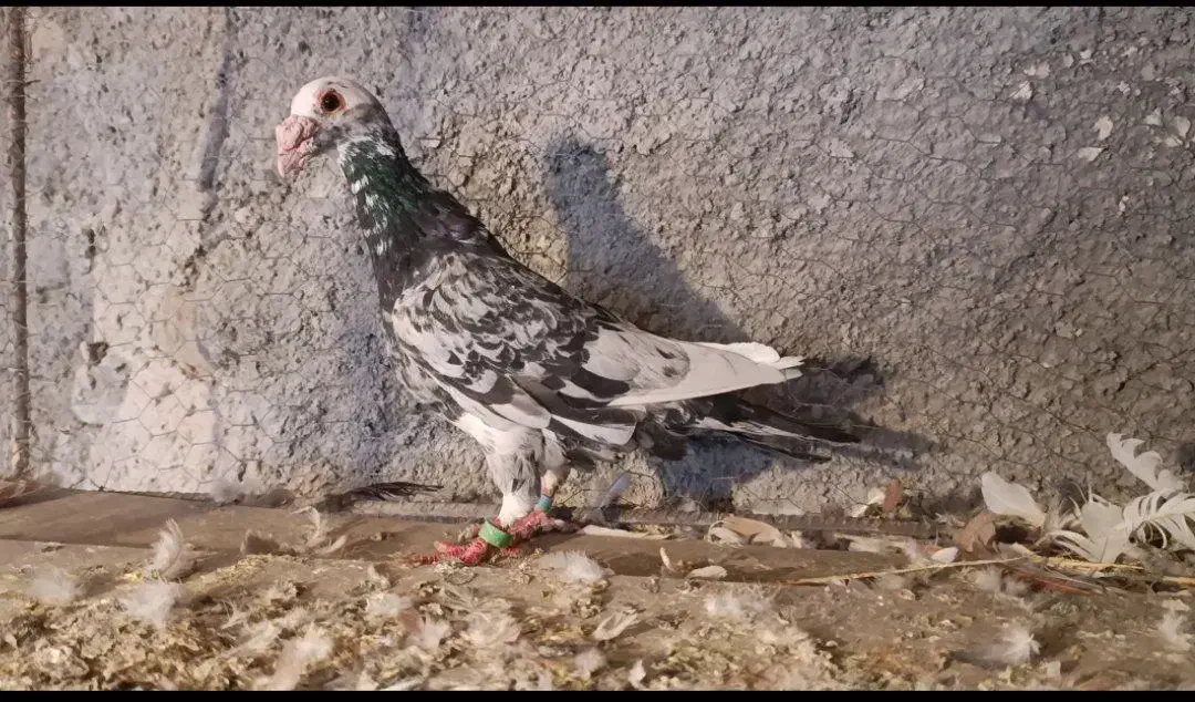 20تا مادع ساار سرخ کرمونی|پرنده|تربتحیدریه, بی بی حسنیه|دیوار