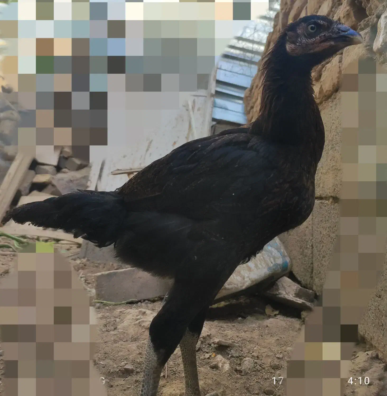 مرغ خروس لاری|حیوانات مزرعه|جغتای, |دیوار