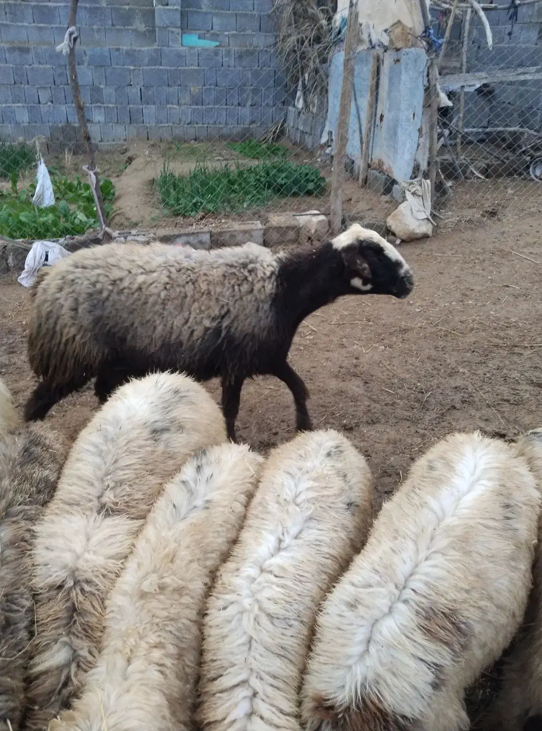 میش|حیوانات مزرعه|وحدتیه, |دیوار